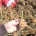 50-60公分的多头盆栽，产地直销，物美价廉！2颗起包邮