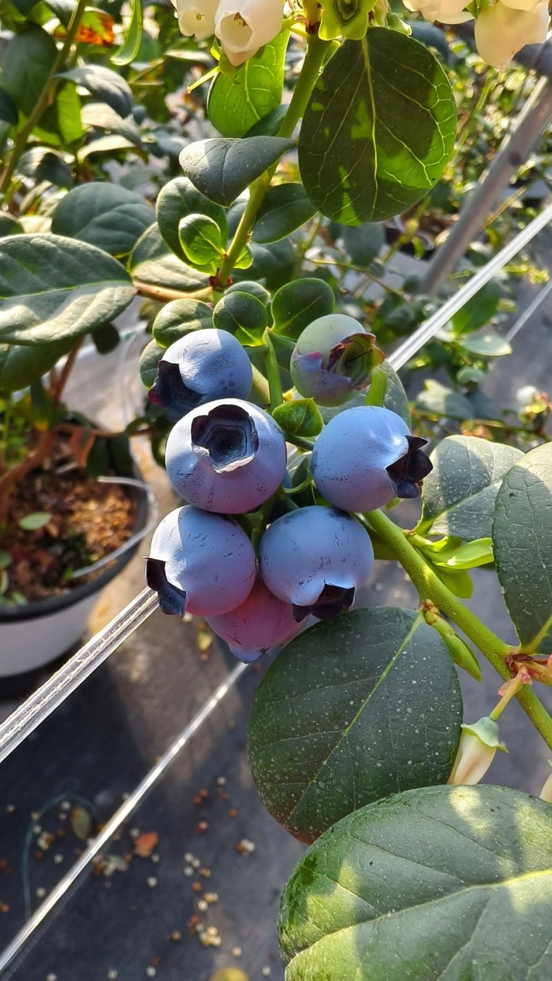 花香蓝莓L25