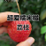 荔枝苗50~80cm
