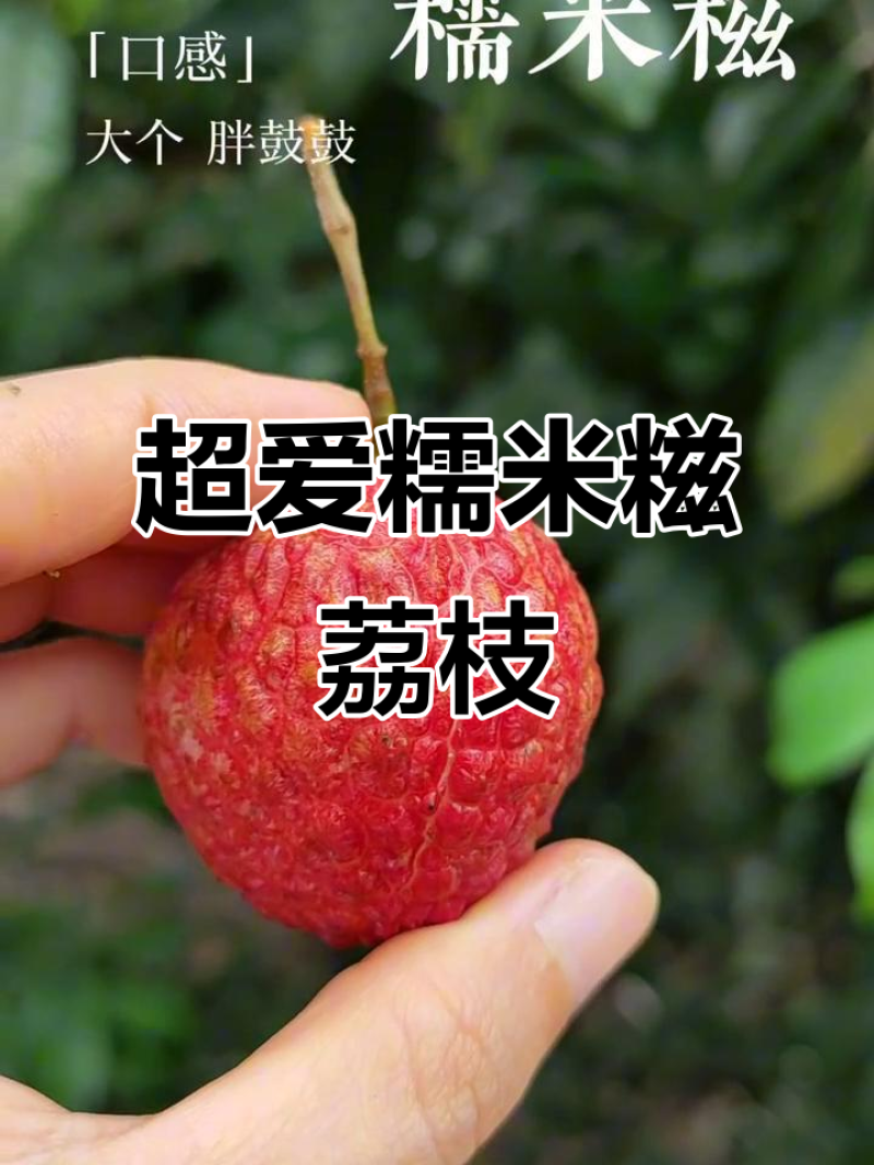 荔枝苗50~80cm