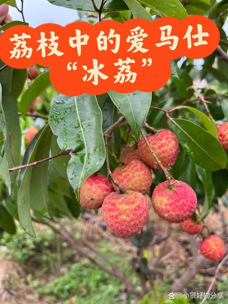 荔枝苗50~80cm