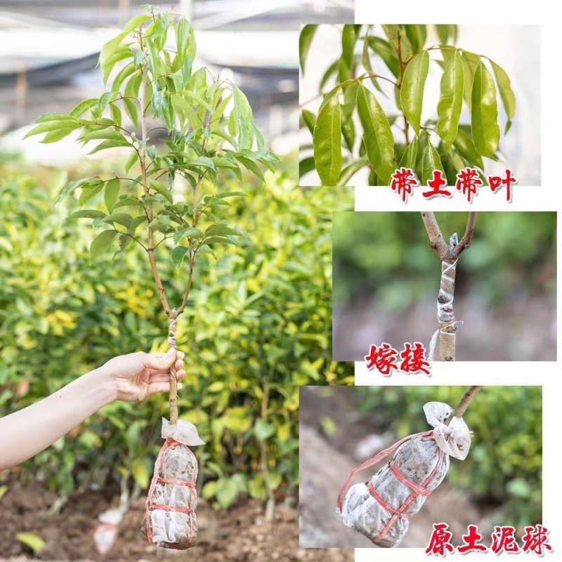荔枝苗50~80cm
