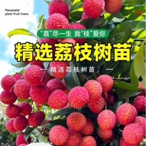 荔枝苗50~80cm
