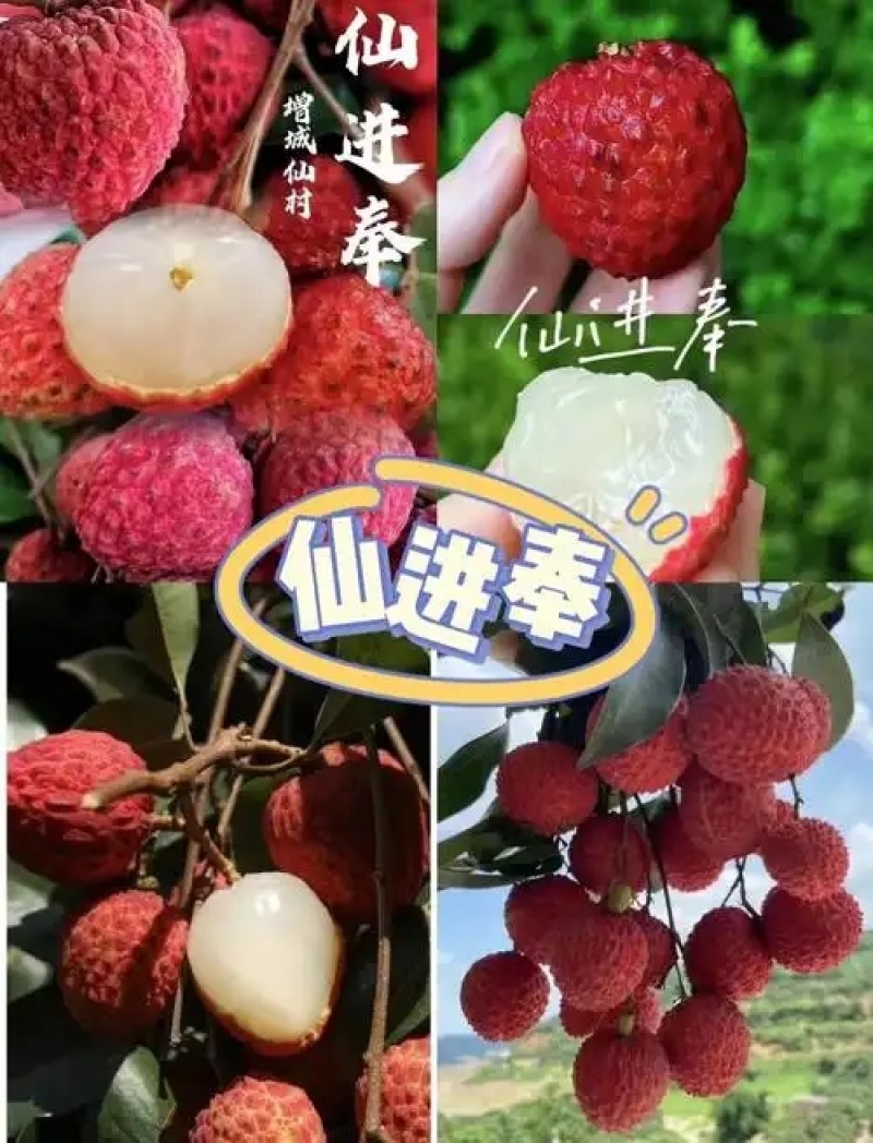 广西无核荔枝苗/妃子笑苗/根系发达/50~80cm