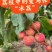 广西无核荔枝苗/妃子笑苗/根系发达/50~80cm