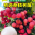 广西无核荔枝苗/妃子笑苗/根系发达/50~80cm