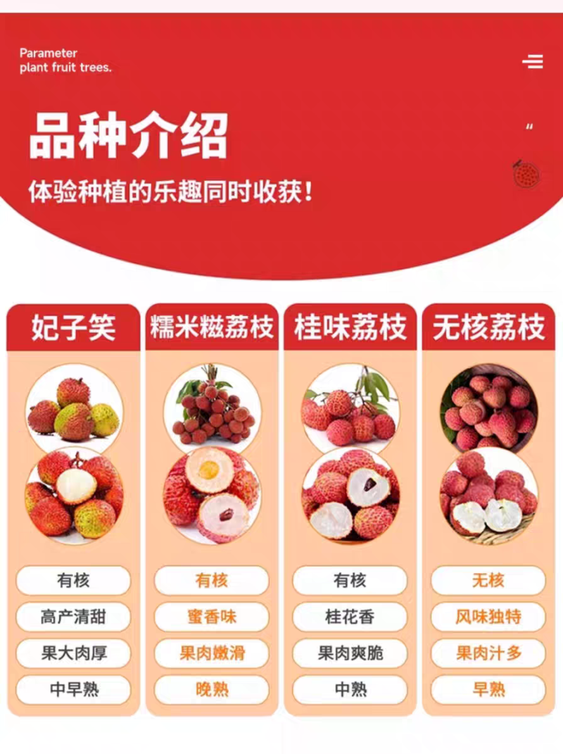 广西无核荔枝苗/妃子笑苗/根系发达/50~80cm