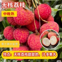 广西无核荔枝苗/妃子笑苗/根系发达/50~80cm