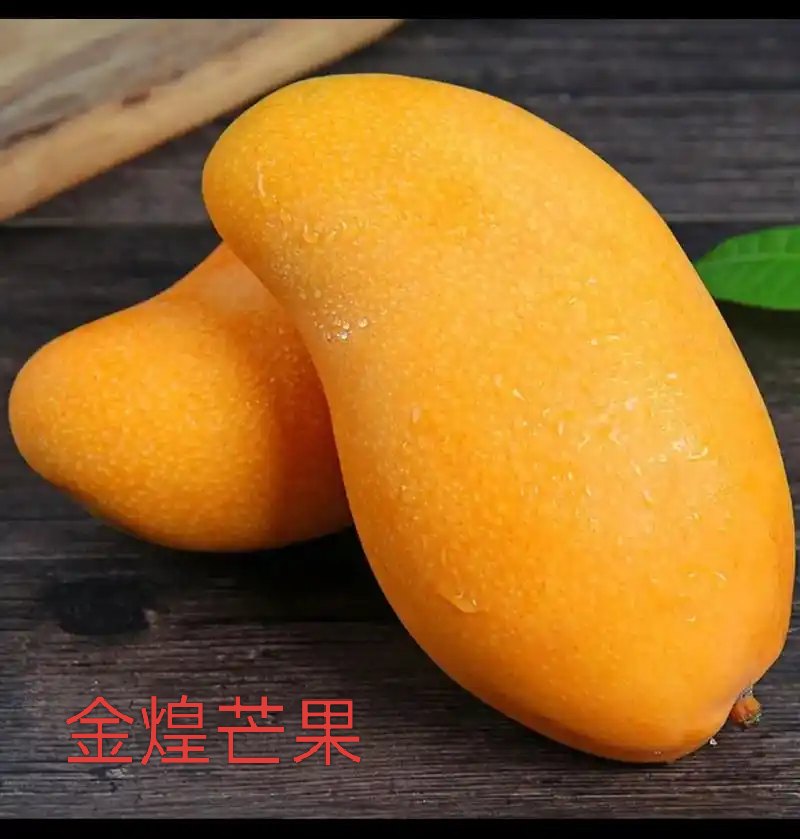 金煌芒树苗1~1.5m