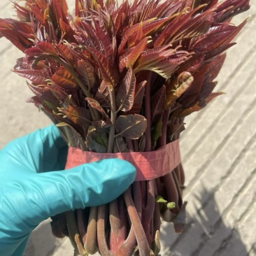 山东新泰露天红油香椿芽，万亩基地，一手货源