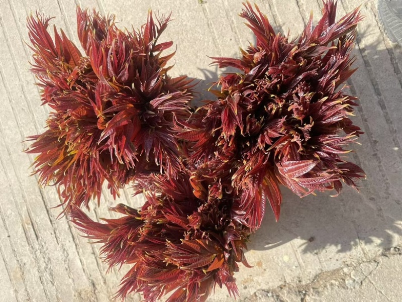 山东新泰露天红油香椿芽，万亩基地，一手货源
