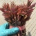 山东新泰露天红油香椿芽，万亩基地，一手货源