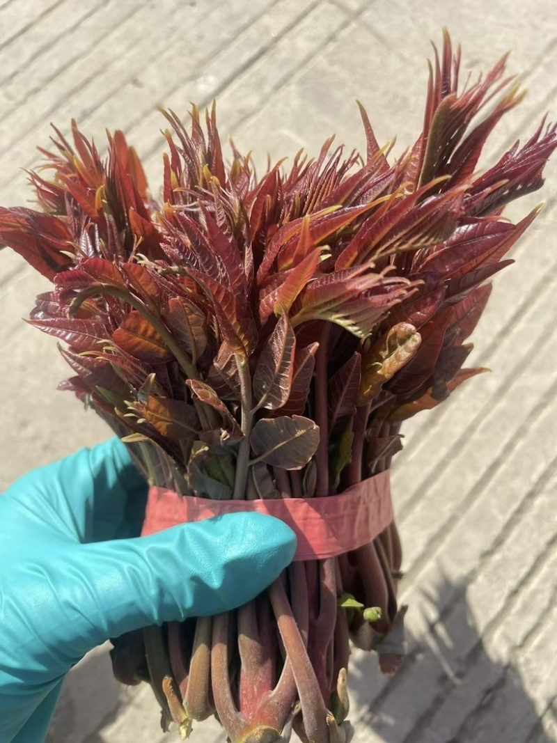 山东新泰露天红油香椿芽，万亩基地，一手货源