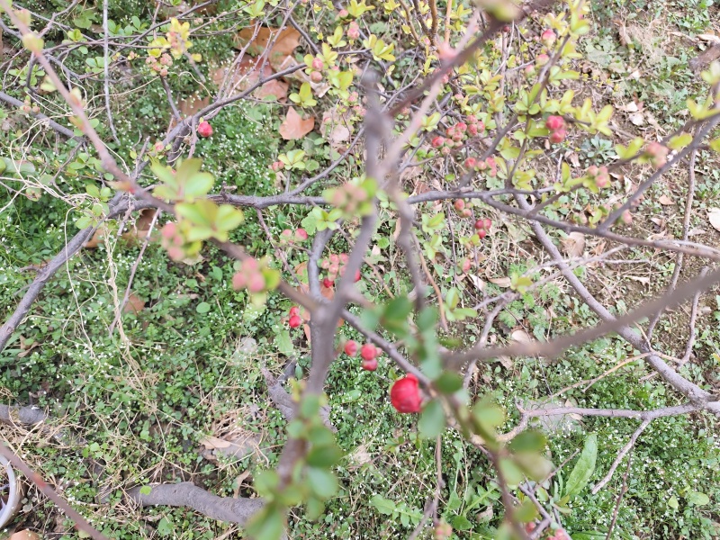 根果多微生物菌剂10亿菌根多多果多多生物有机肥