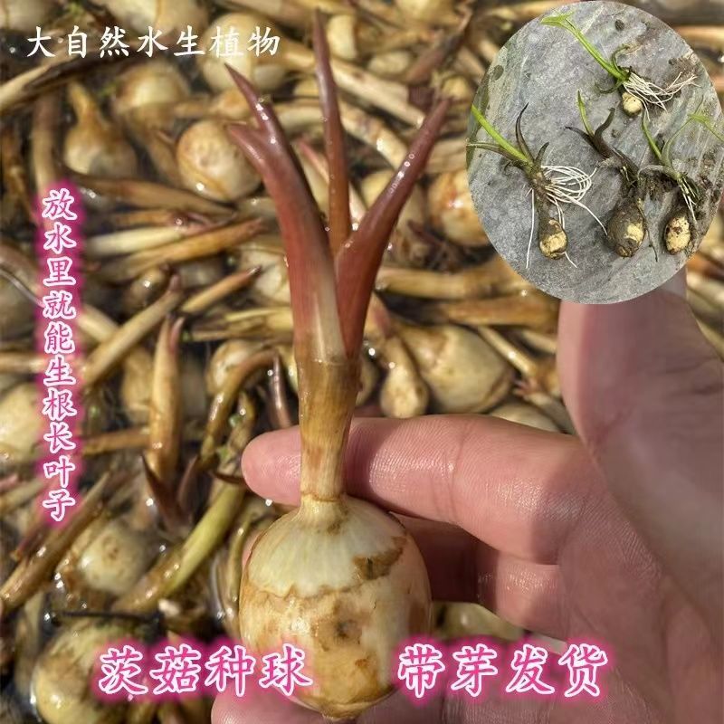 慈姑水生植物茨菇养龟水草水族净化鱼缸龟缸造景植物花卉阳台