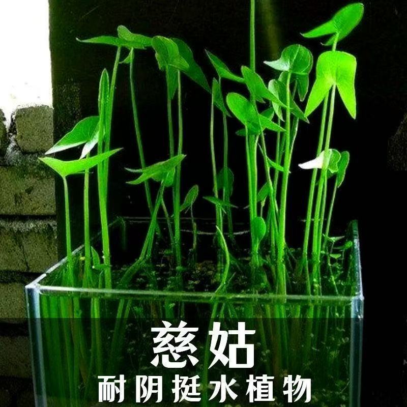 慈姑水生植物茨菇养龟水草水族净化鱼缸龟缸造景植物花卉阳台