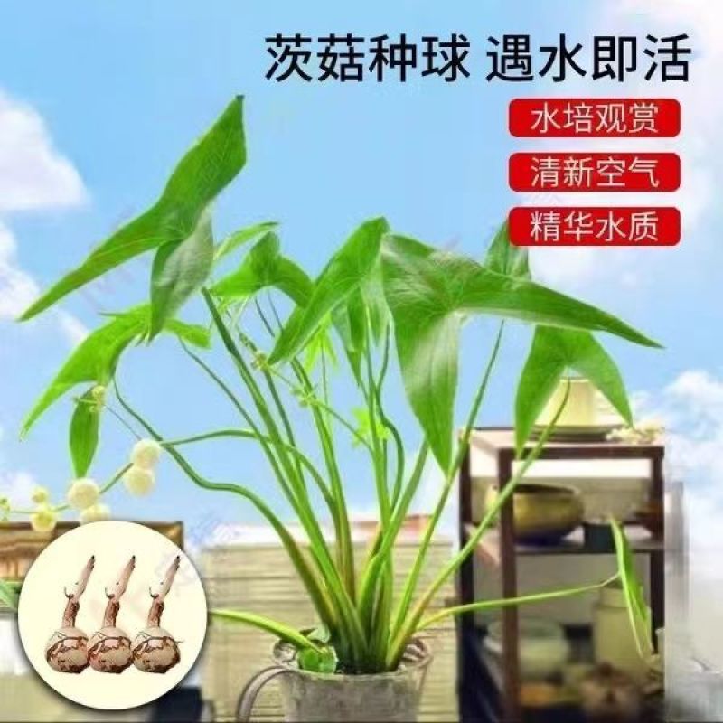 慈姑水生植物茨菇养龟水草水族净化鱼缸龟缸造景植物花卉阳台