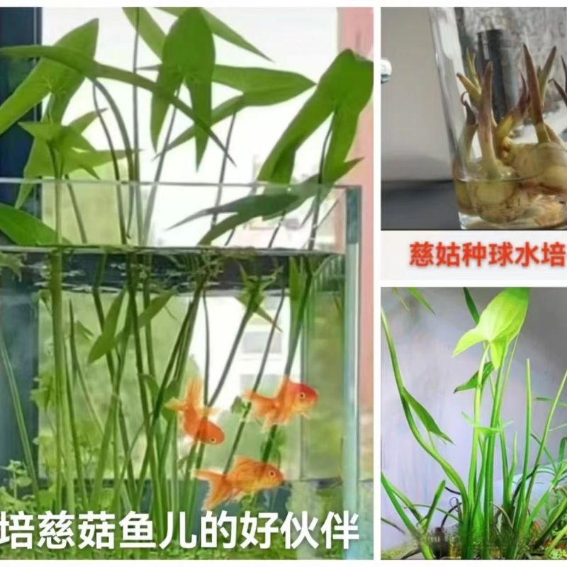 慈姑水生植物茨菇养龟水草水族净化鱼缸龟缸造景植物花卉阳台