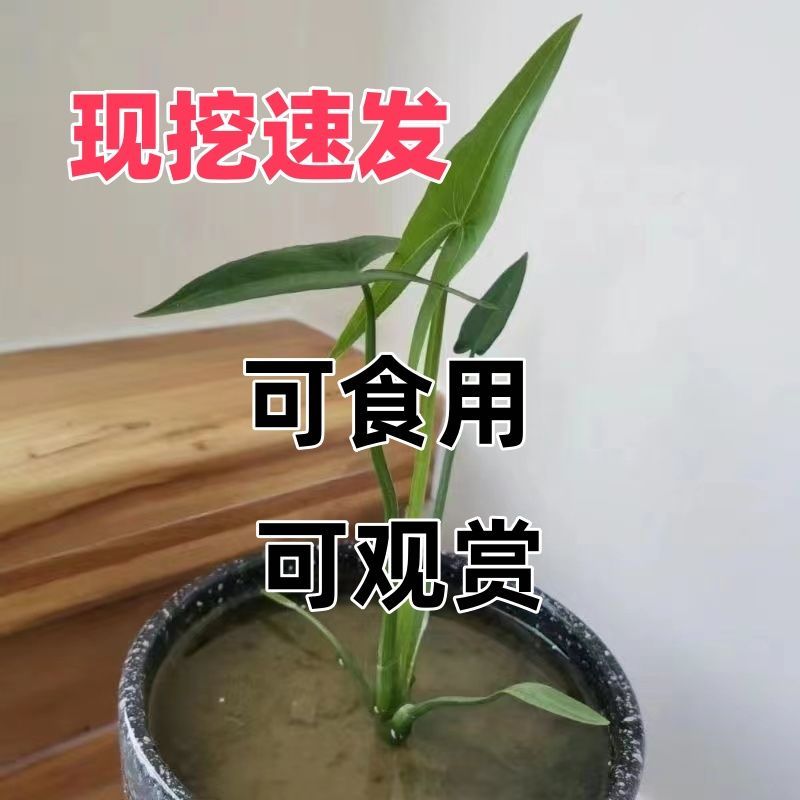 慈姑水生植物茨菇养龟水草水族净化鱼缸龟缸造景植物花卉阳台