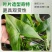 慈姑水生植物茨菇养龟水草水族净化鱼缸龟缸造景植物花卉阳台