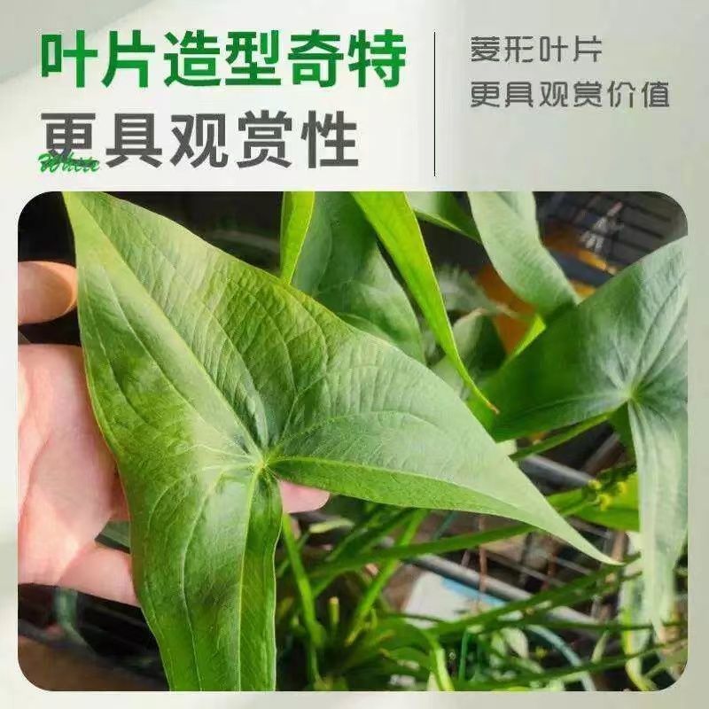慈姑水生植物茨菇养龟水草水族净化鱼缸龟缸造景植物花卉阳台