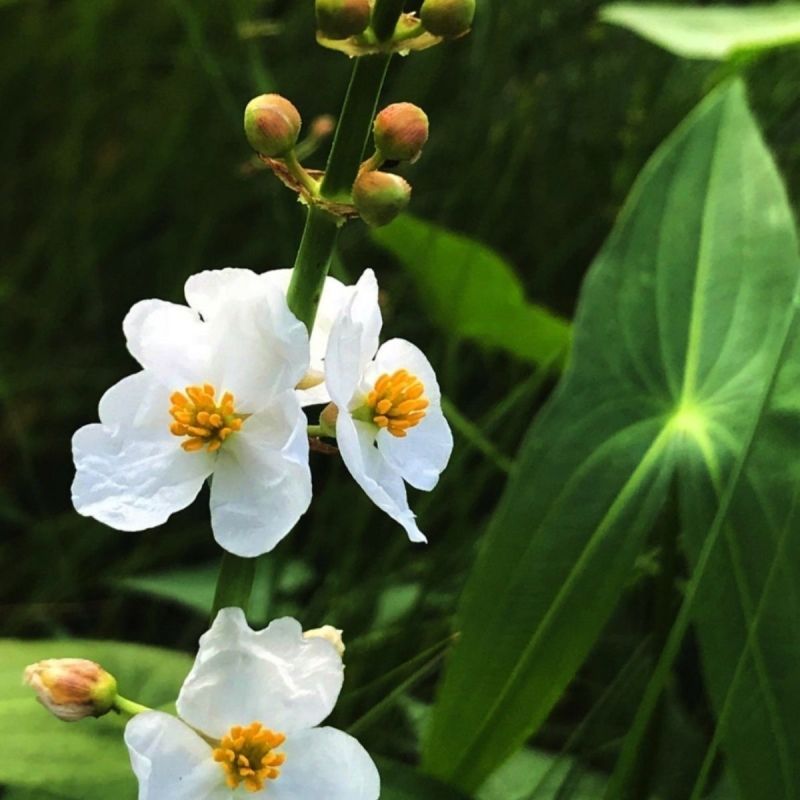 慈姑水生植物茨菇养龟水草水族净化鱼缸龟缸造景植物花卉阳台