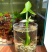 慈姑水生植物茨菇养龟水草水族净化鱼缸龟缸造景植物花卉阳台