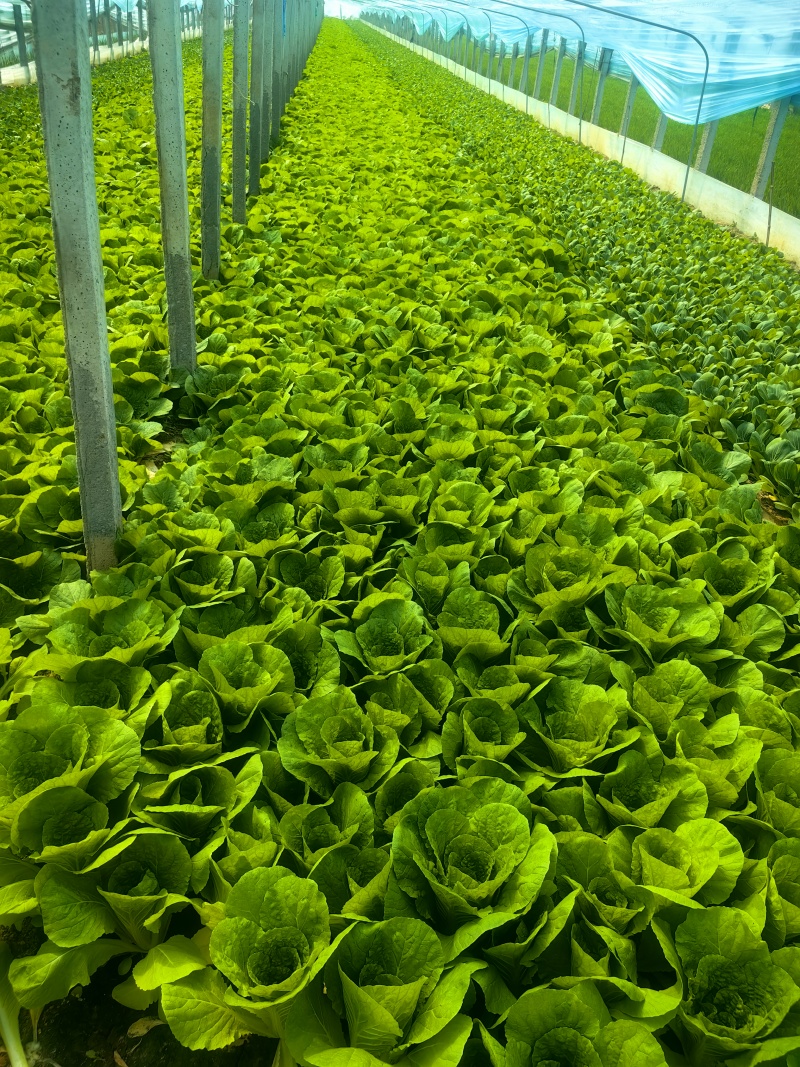 【推荐】小白菜山东精品小白菜，一手货源，产地直发