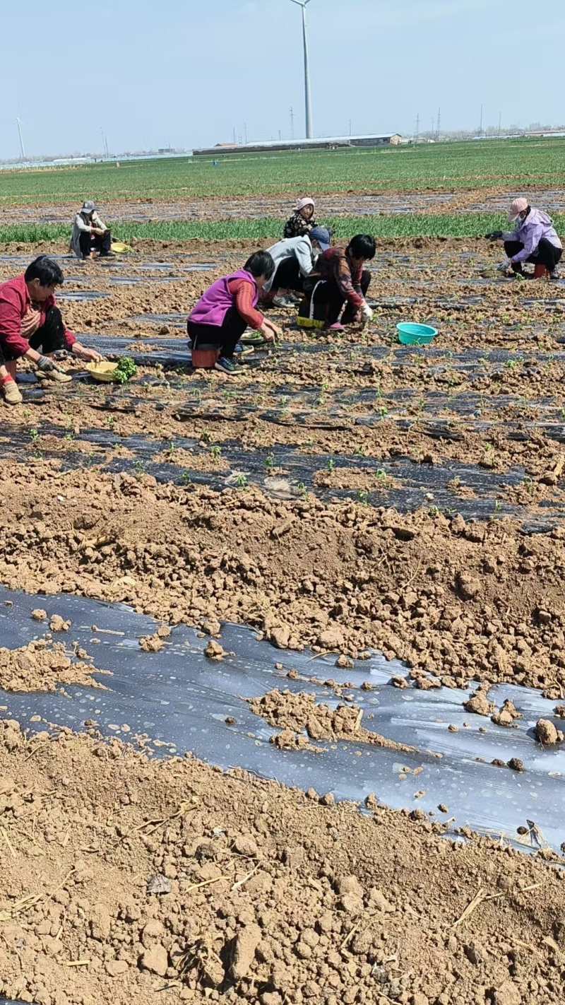 精品茶叶药用提取原料甜叶菊