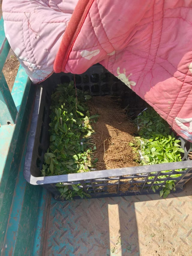 精品茶叶药用提取原料甜叶菊