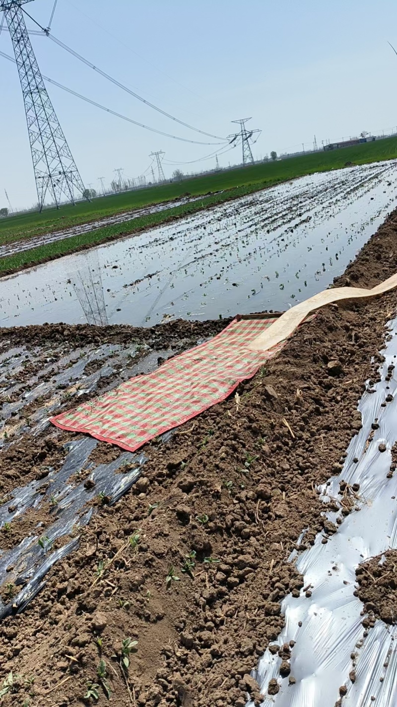 精品茶叶药用提取原料甜叶菊
