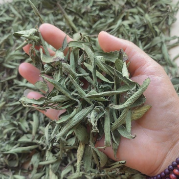 精品茶叶药用提取原料甜叶菊