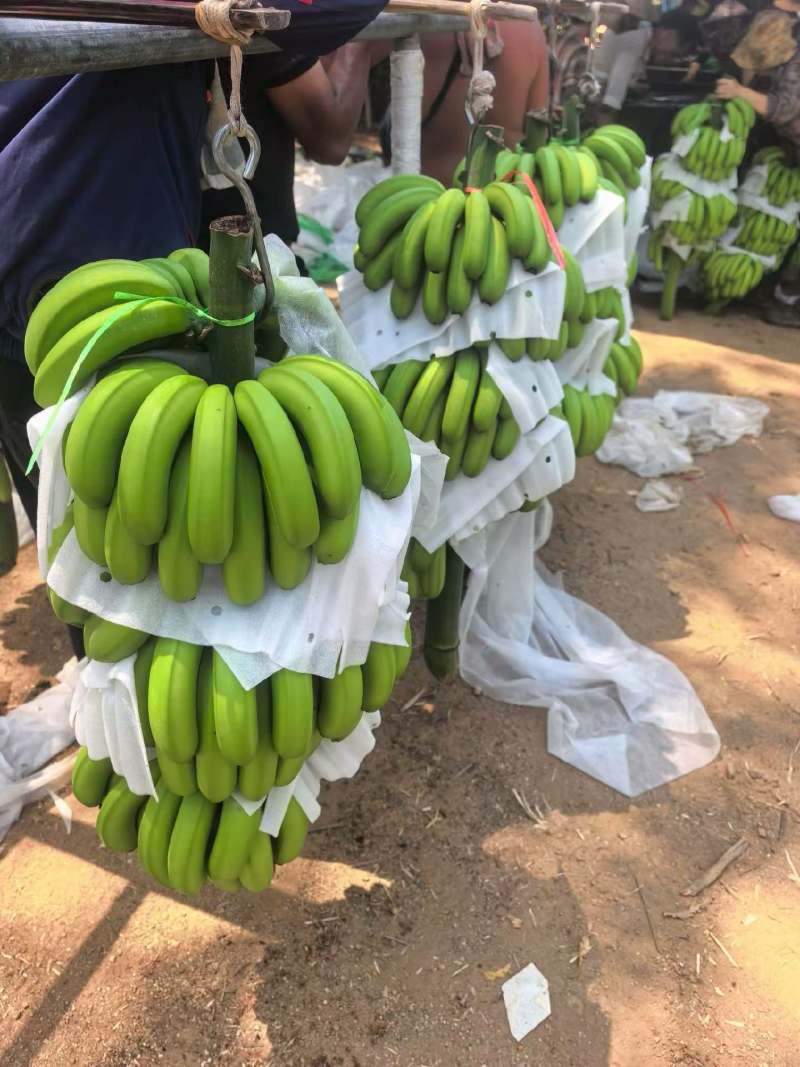 海南产地精品蕉