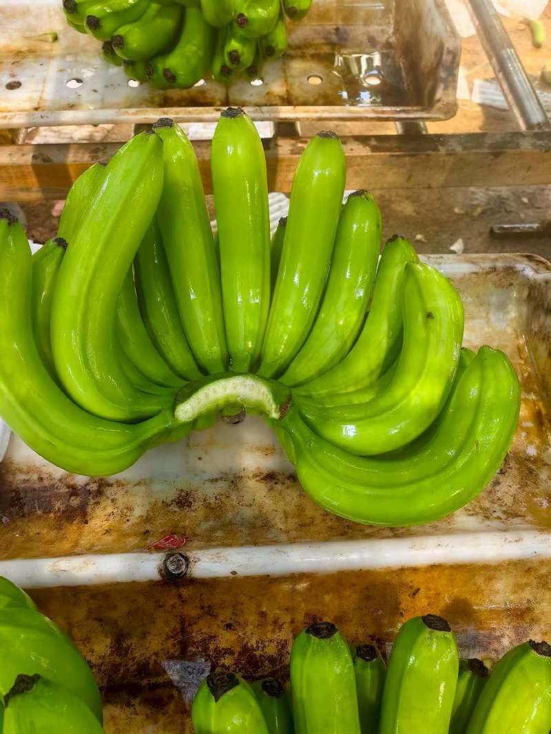 海南产地精品蕉