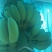 苹果蕉