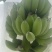 苹果蕉