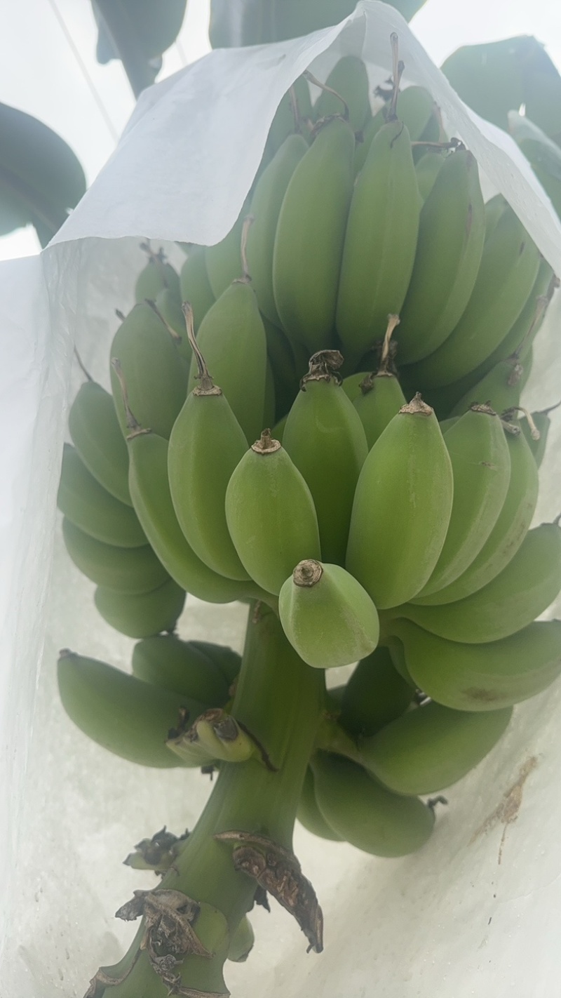 苹果蕉
