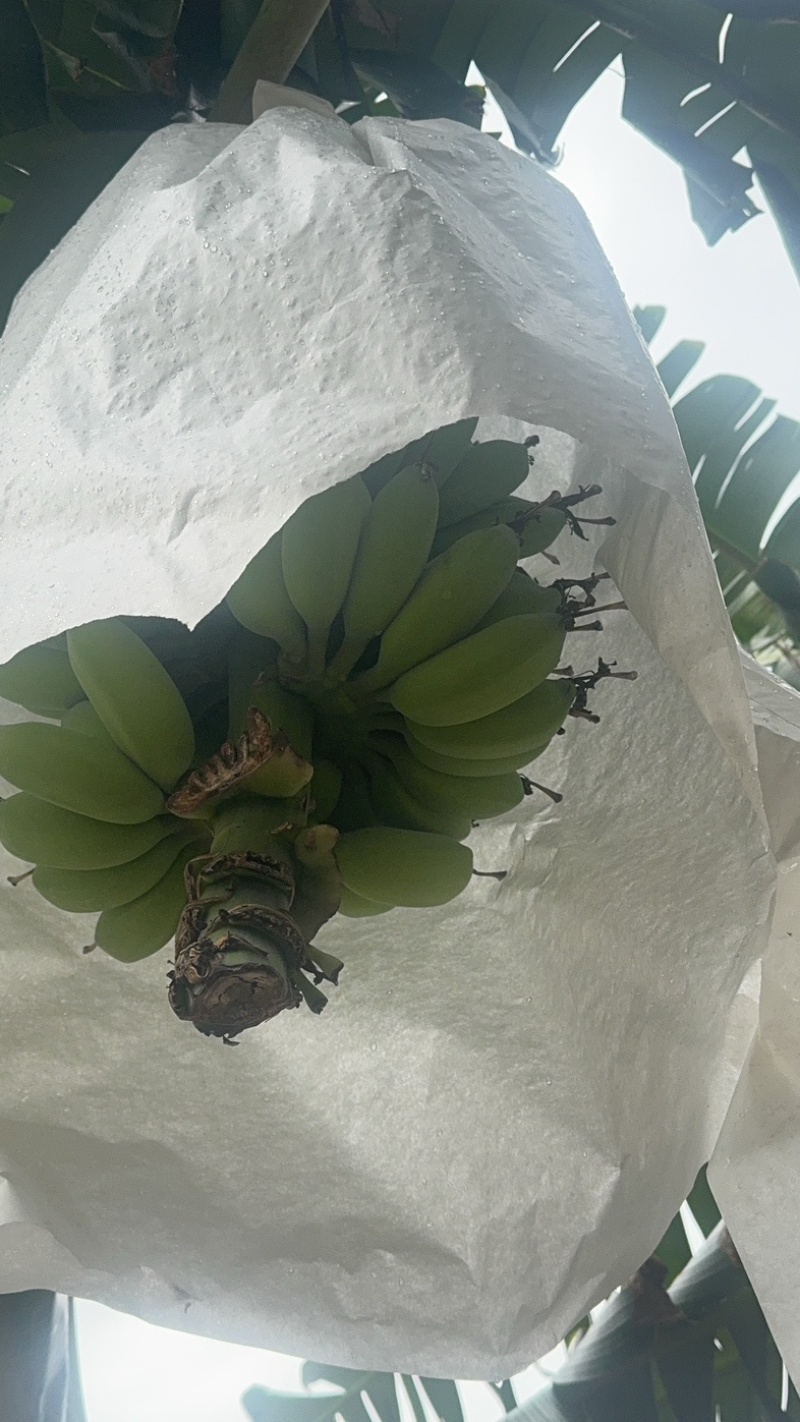 苹果蕉