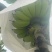 苹果蕉