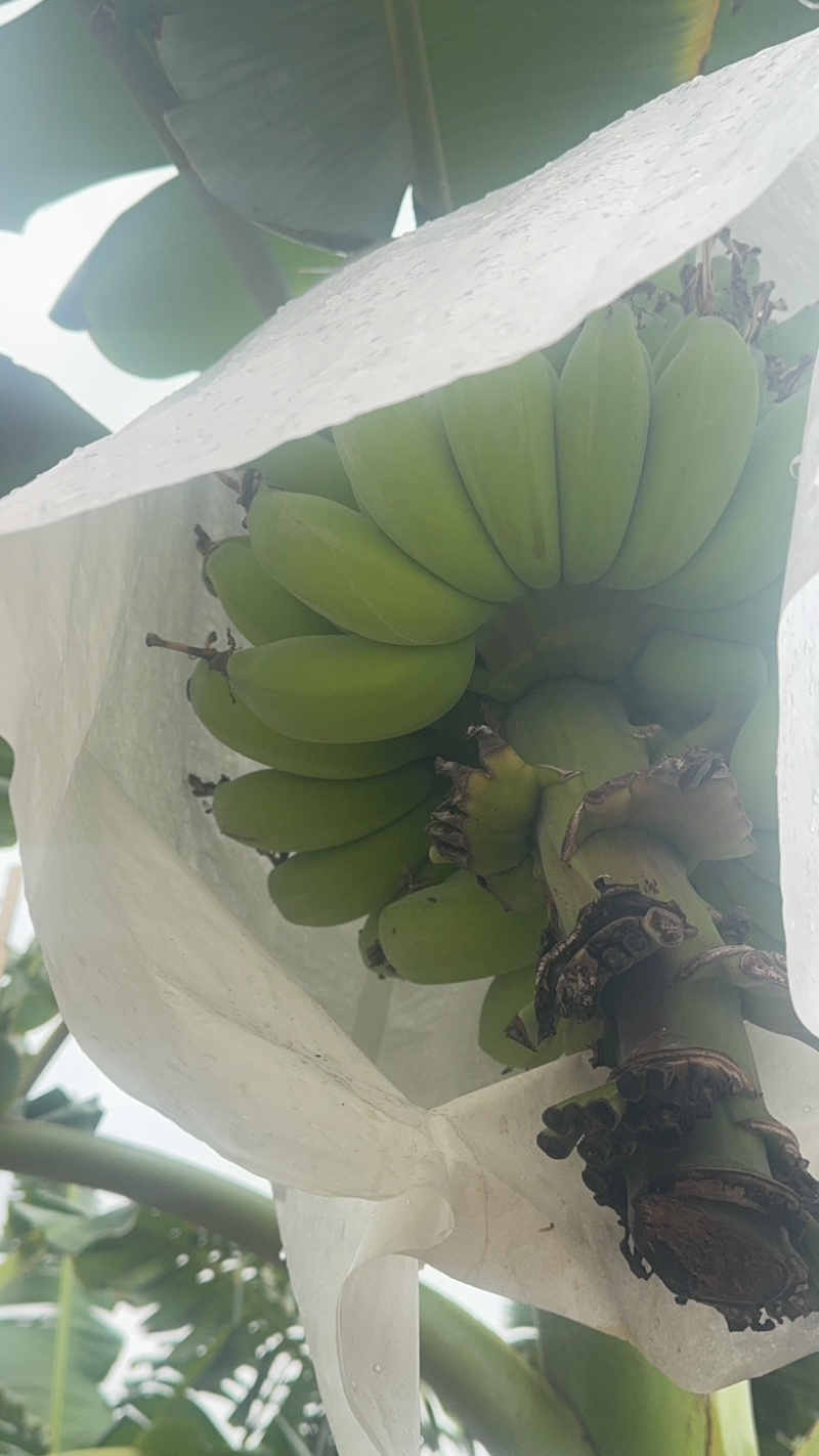 苹果蕉