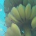 苹果蕉
