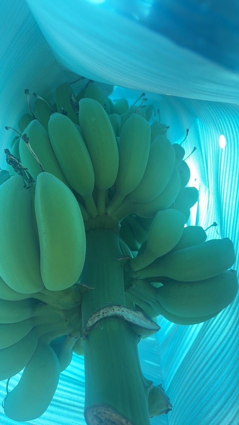 苹果蕉