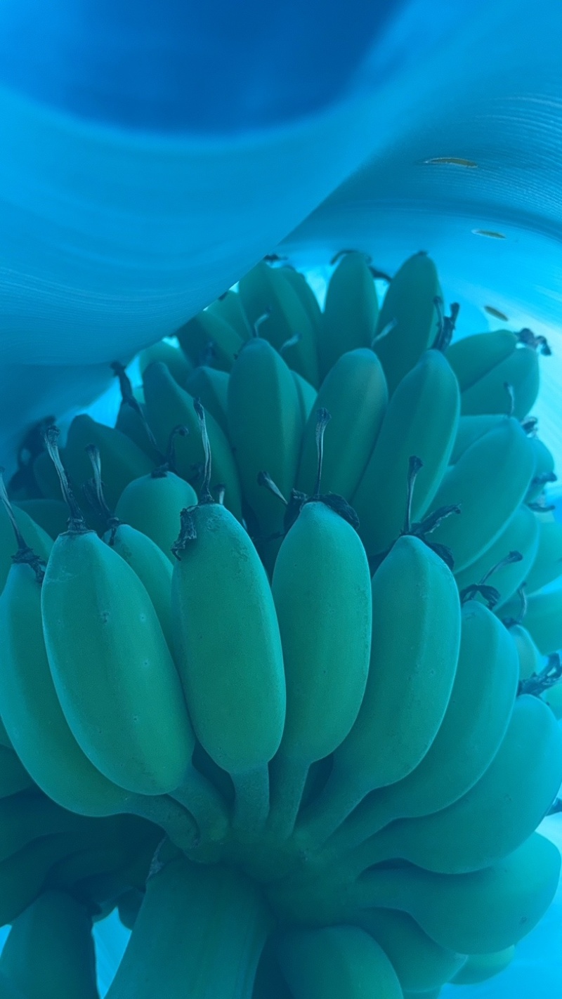 苹果蕉