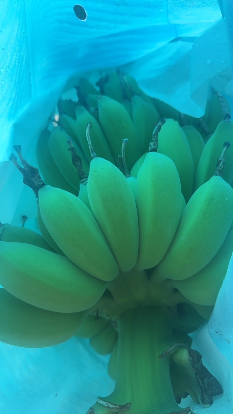 苹果蕉