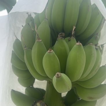 苹果蕉