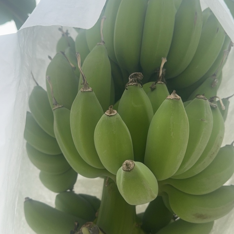 苹果蕉