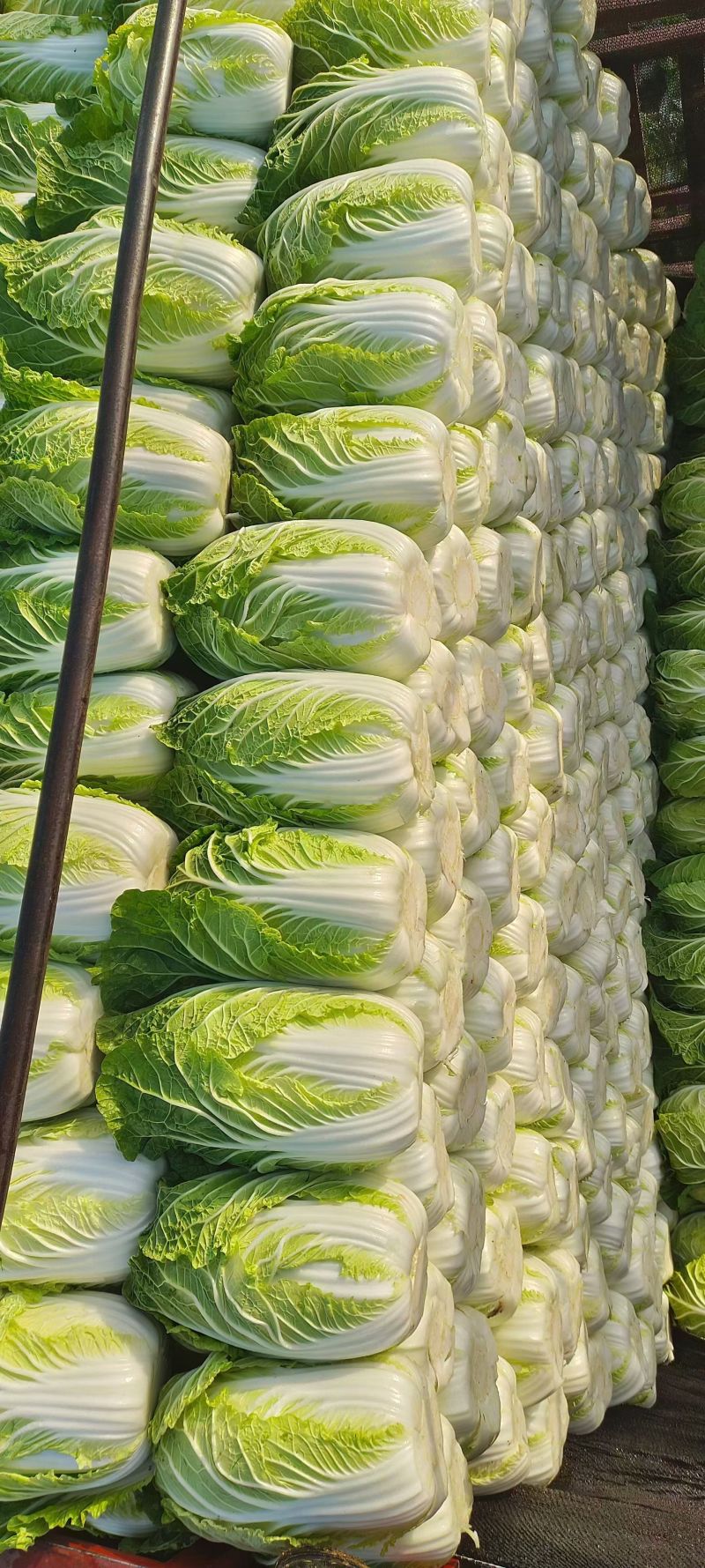 黄心白菜质量好价格不贵，加工厂，泡菜厂电商，市场