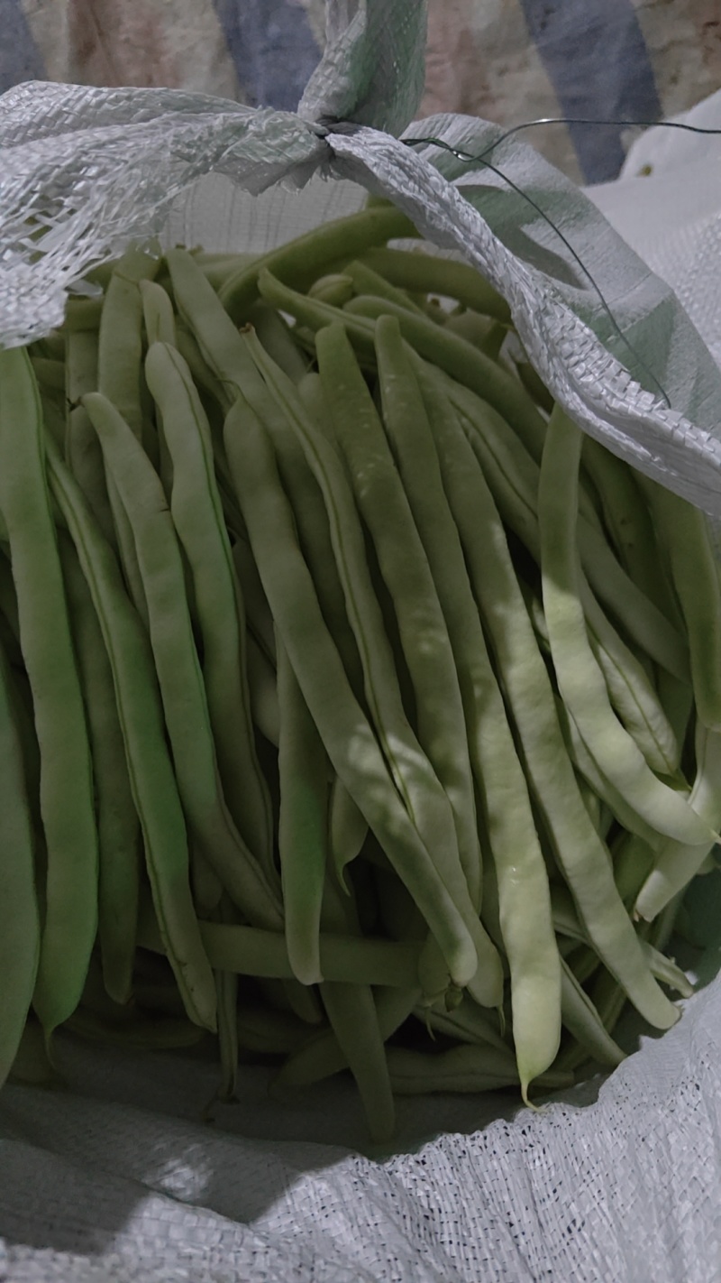 油豆角已大量上市，欢迎新老客户前来合作，全国代发大量供货