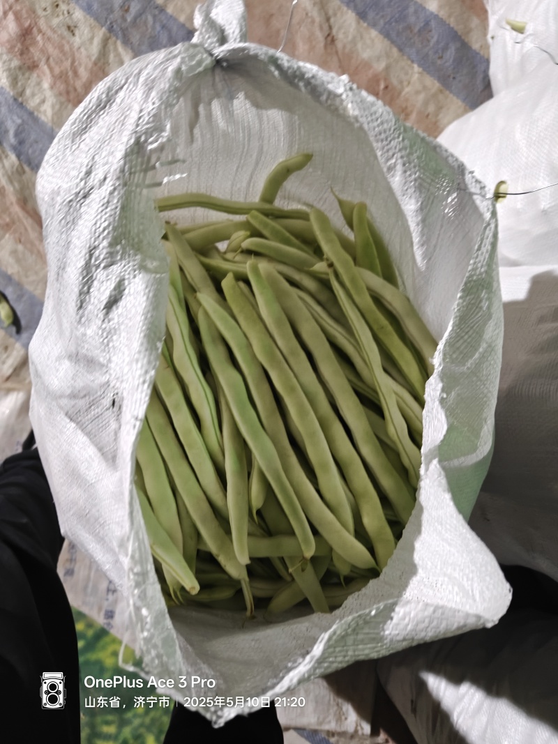 油豆角已大量上市，欢迎新老客户前来合作，全国代发大量供货
