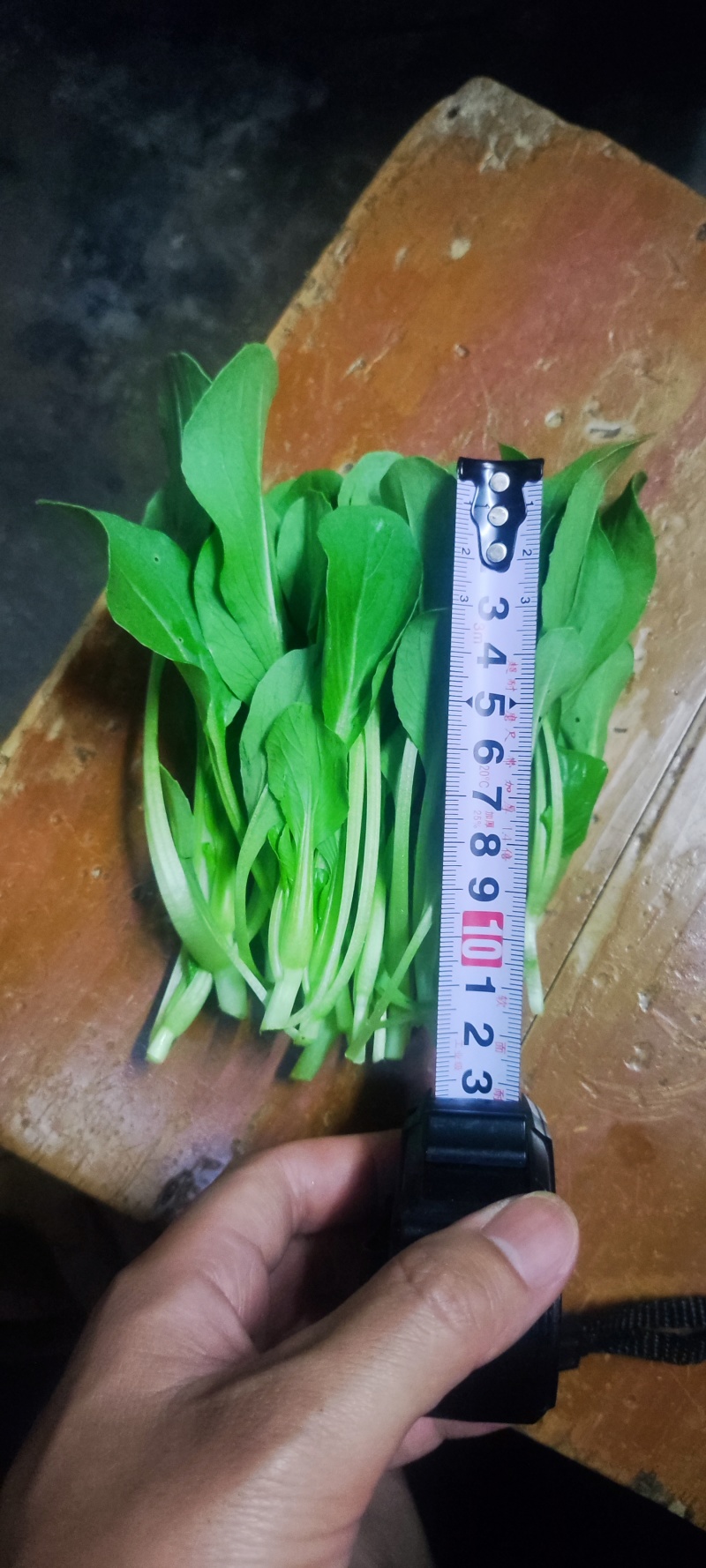 深圳鸡毛菜基地！长年每天新货供应！深圳现割每天从深圳发货